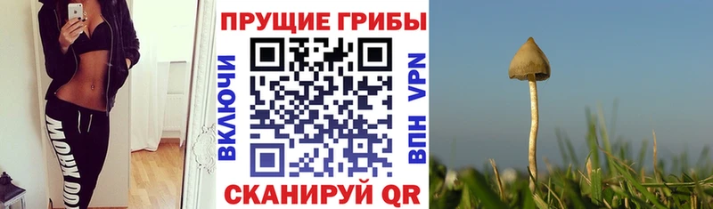 Купить где Талица Галлюциногенные грибы MAGIC MUSHROOMS